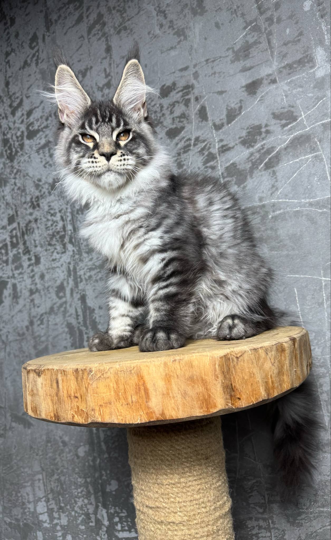 Messenger_creation_2CA7B91B-EF26-4AFE-B4F1-E183D74D34F6