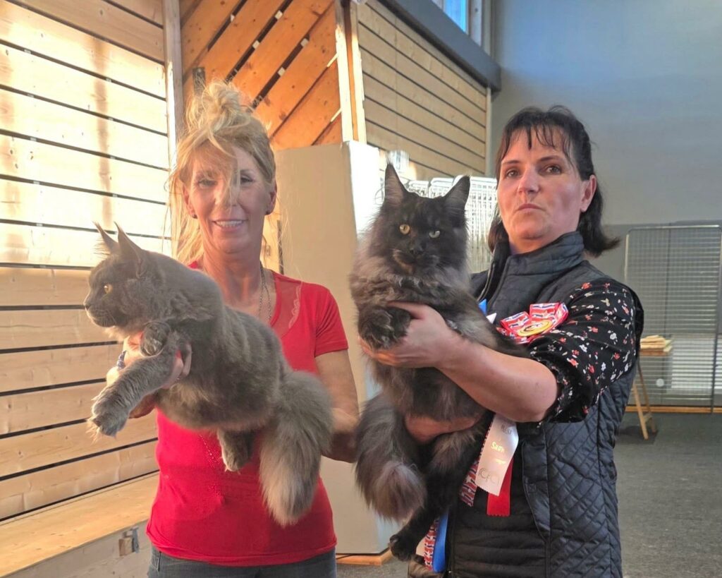 Photos de deux chats dans les bras avec des cocardes de récompenses du concours félin.