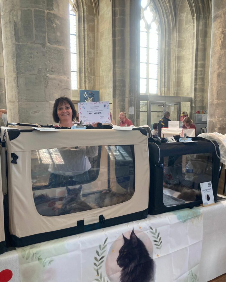 Nous sommes fiers de nos Maine Coons