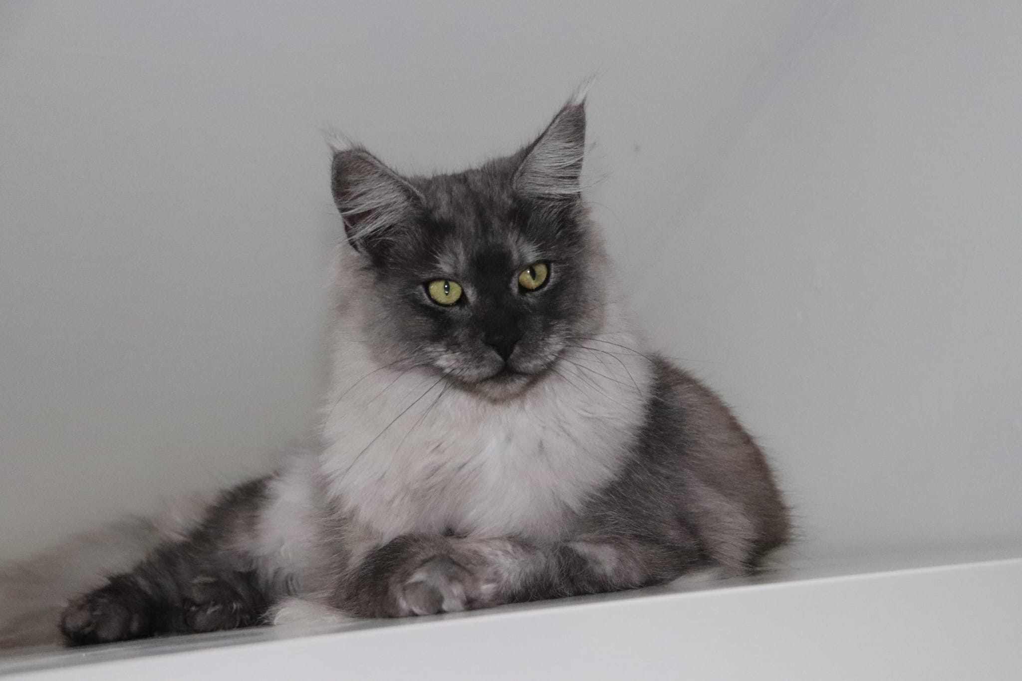 zelda_mco_blacksmoke_1225