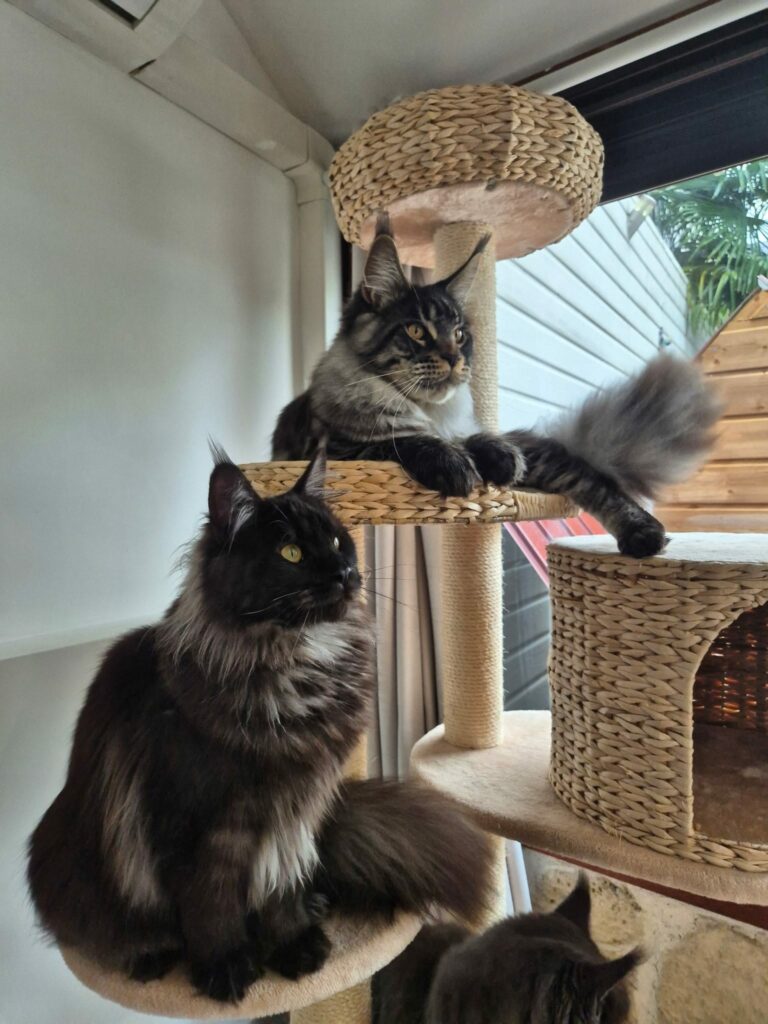As&K_chatonmcomars26