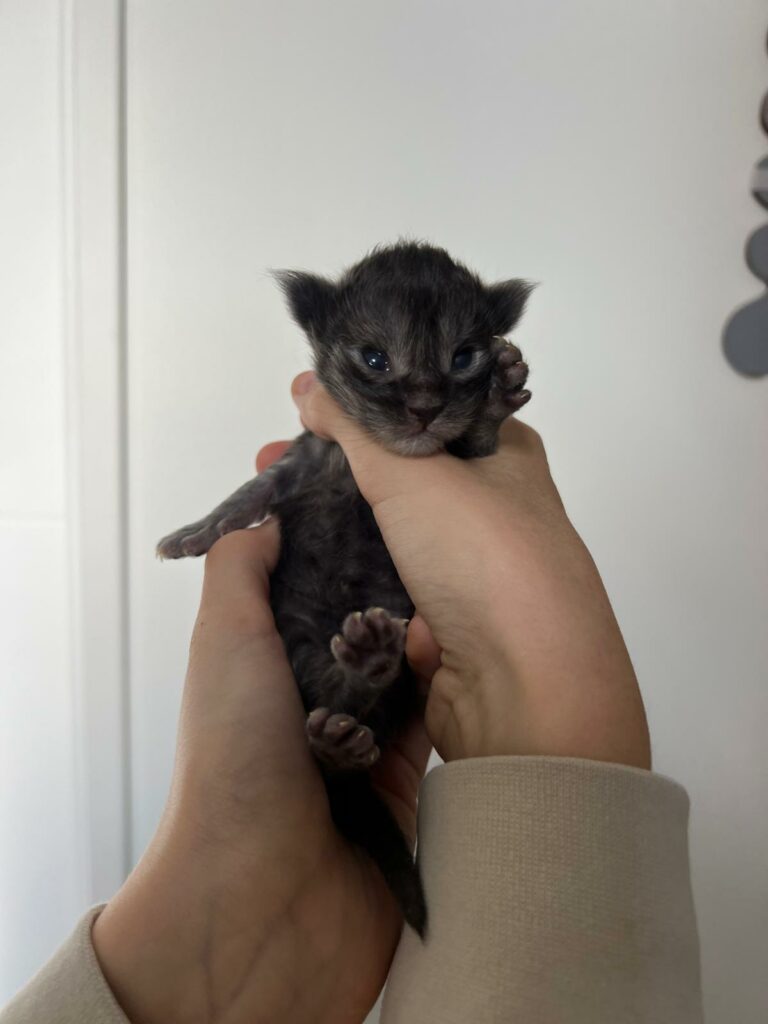 Zelda0326_björn03_1