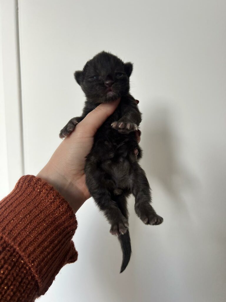 Zelda0326_boston03_1