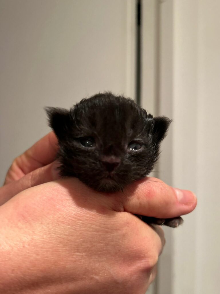 Zelda0326_boston03_2