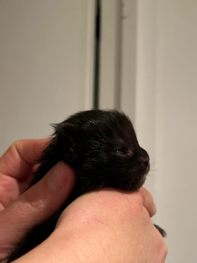 Zelda0326_boston03_3