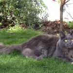 Maine Coon