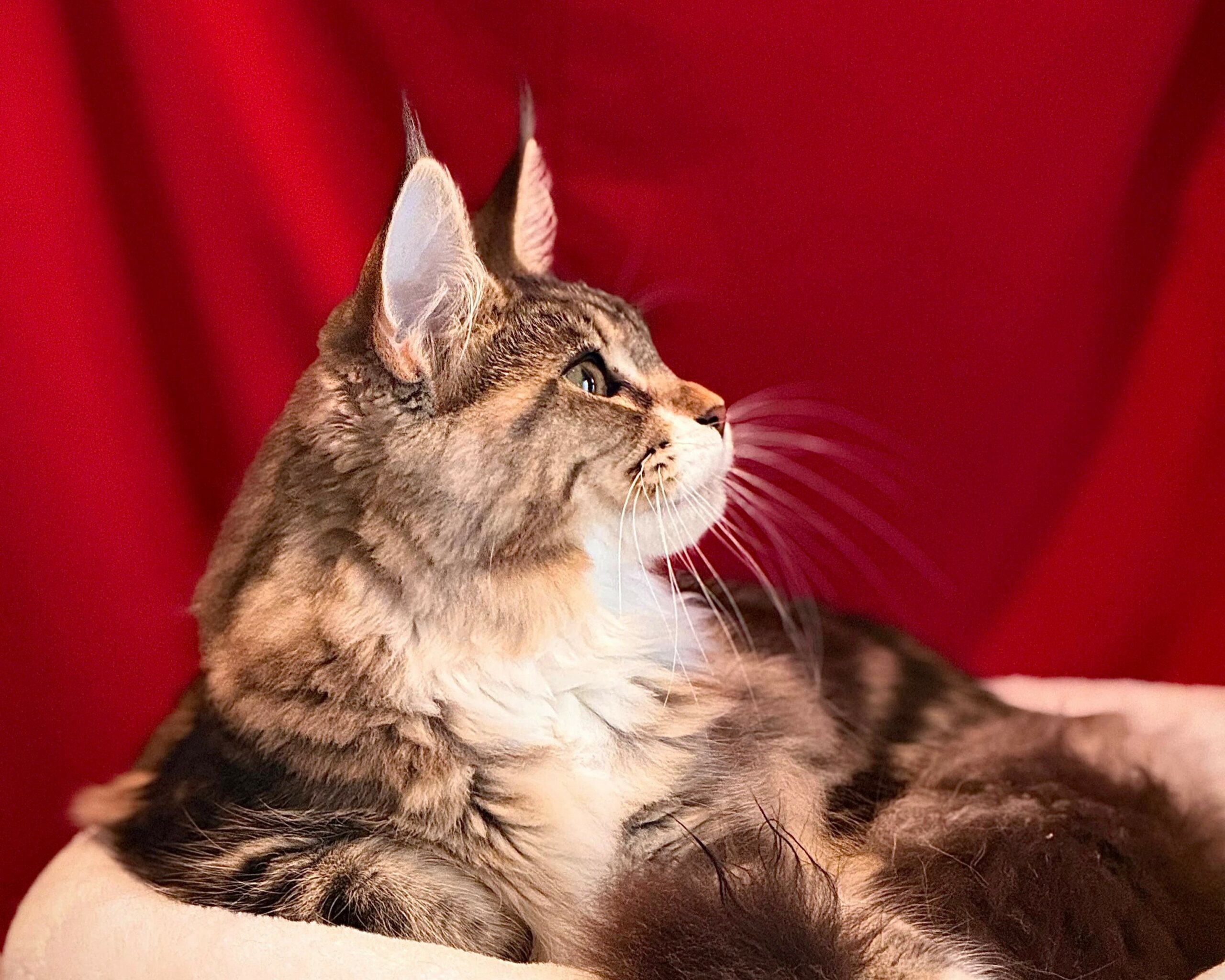 Braska_260715_2-profile